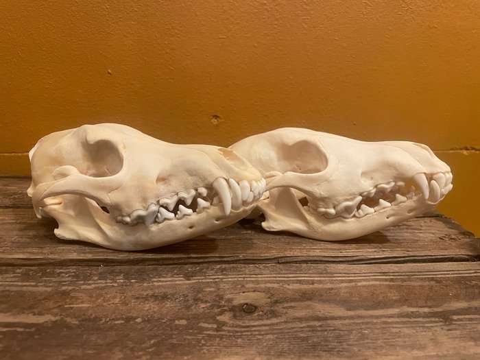 Coyote mammal skull for sale  