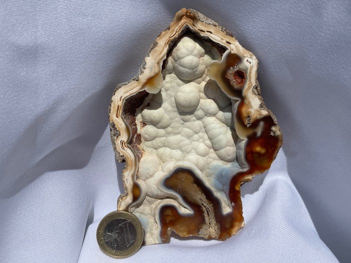 Agatized coral fossilised for sale  