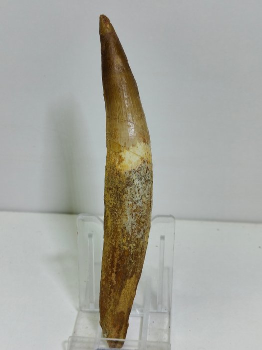 Natural dinosaur tooth for sale  