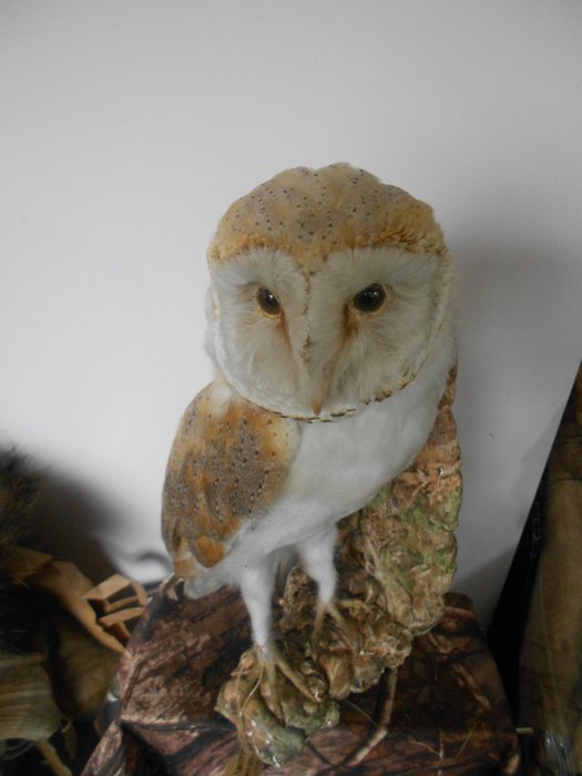 Barn owl taxidermy for sale  