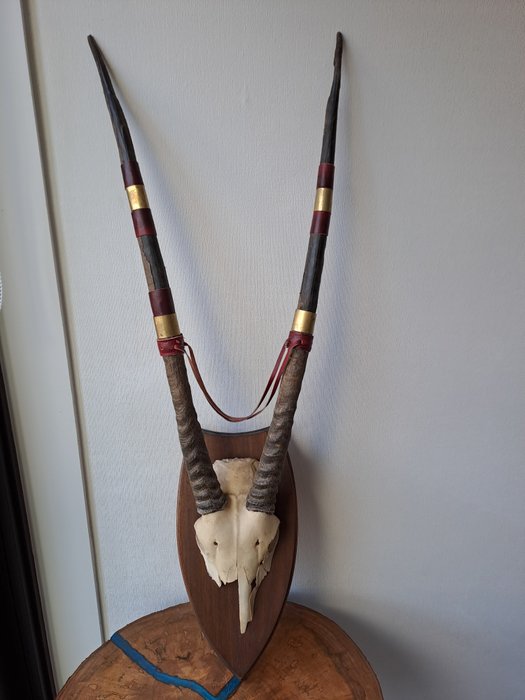 Gemsbok skull oryx usato  