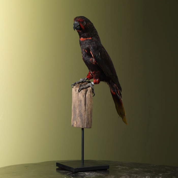 Black lory taxidermy for sale  