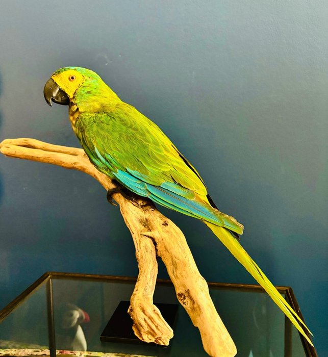 Red bellied macaw for sale  