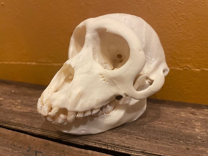 Rhesus macaque skull usato  