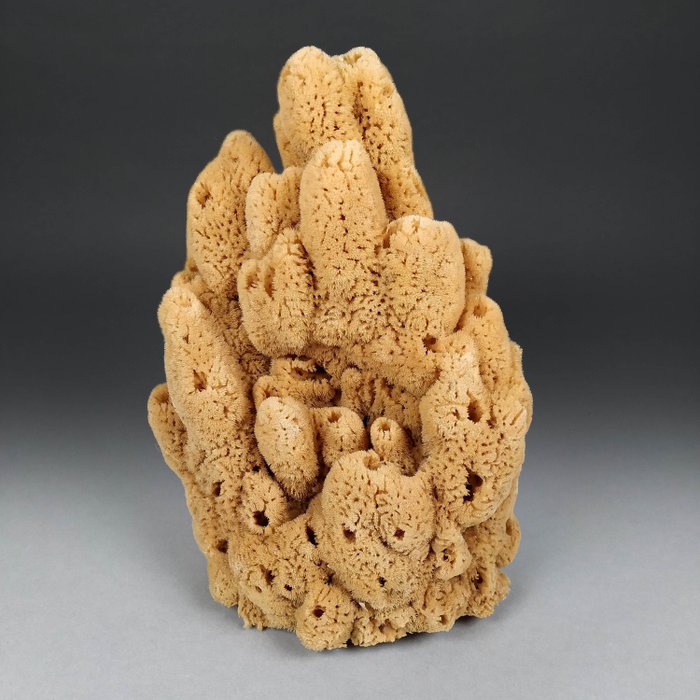 Bath sponges taxidermy for sale  