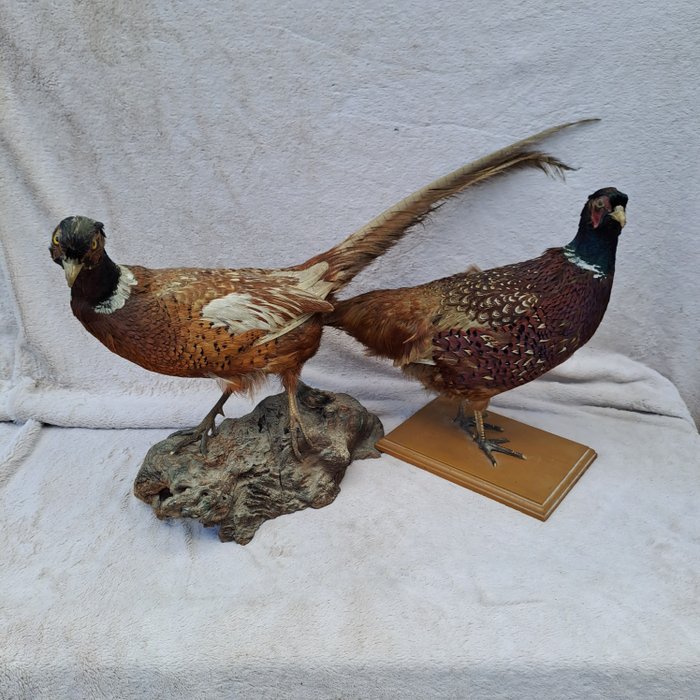 Common pheasant taxidermy for sale  