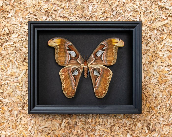 Moth taxidermy full d'occasion  