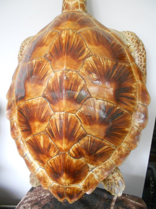 Green turtle taxidermy for sale  