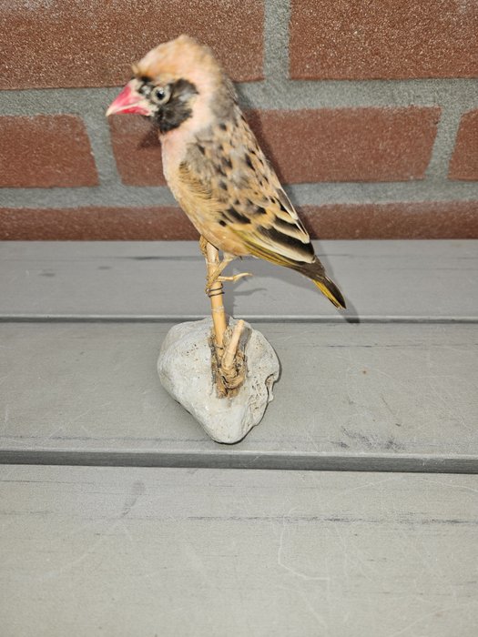 Red billed quelia for sale  