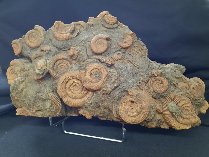 Ammonites matrix fossil d'occasion  