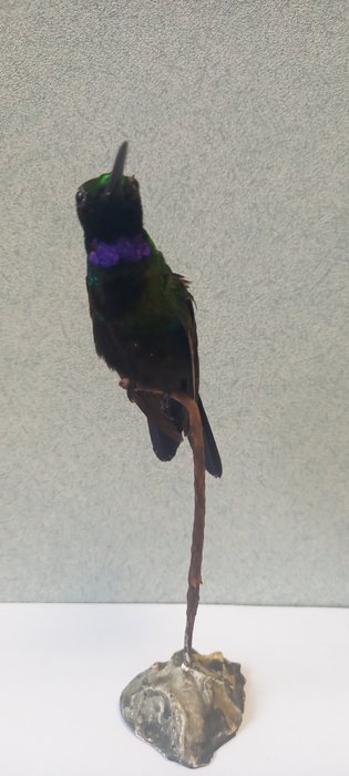 Black throated brilliant for sale  