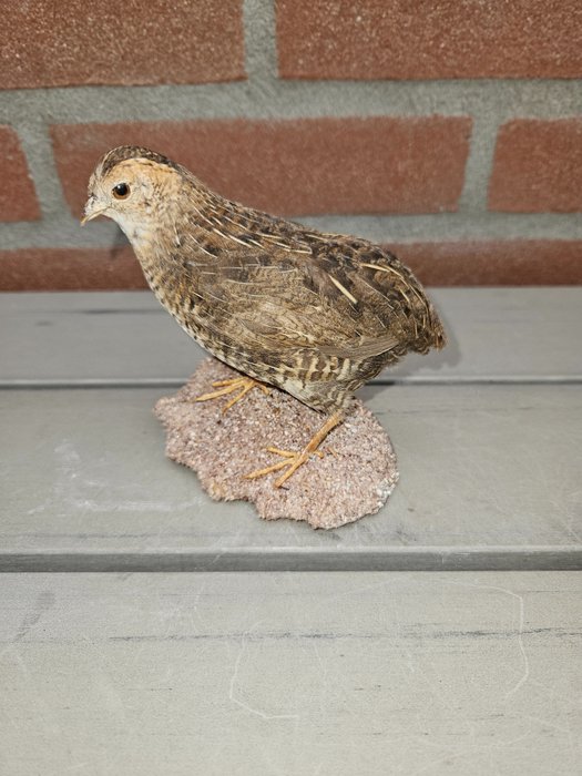 Spotted quail taxidermy for sale  