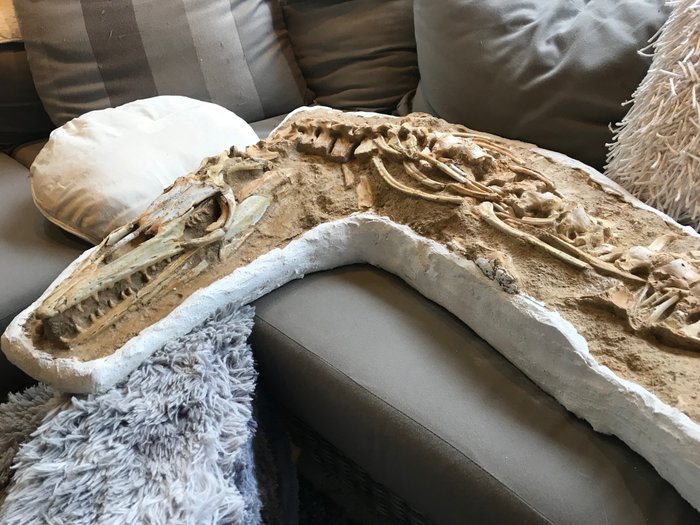 Marine reptile fossil usato  