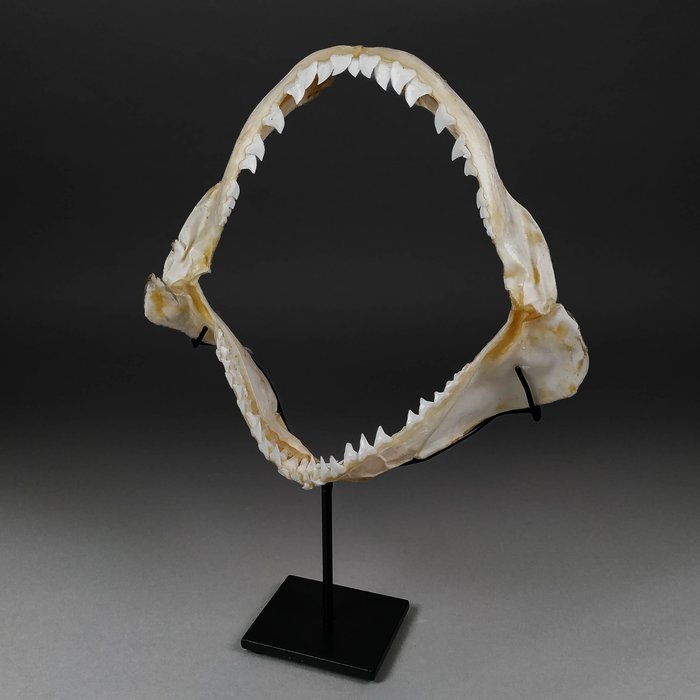 Blue shark jaw for sale  