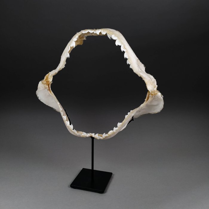 Tiger shark jaw for sale  