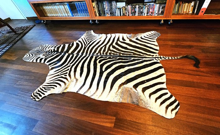 Zebra skin taxidermy for sale  