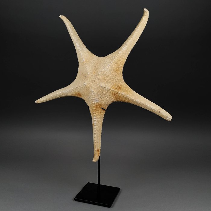 Pacific starfish taxidermy for sale  