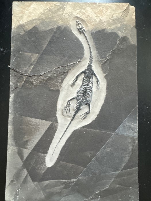 Fossil reptile keichousaurus usato  