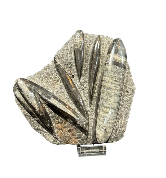 Nautiloid fossilised animal for sale  