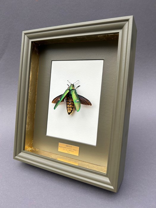 Beetle taxidermy full for sale  