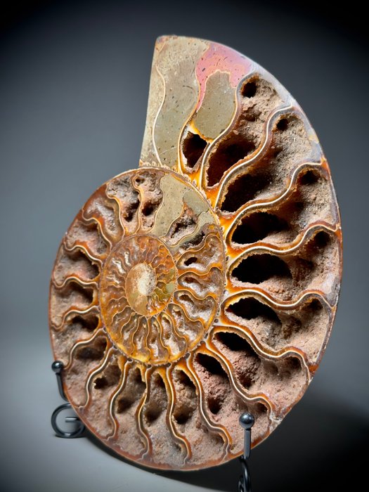 Giant decorative ammonites for sale  