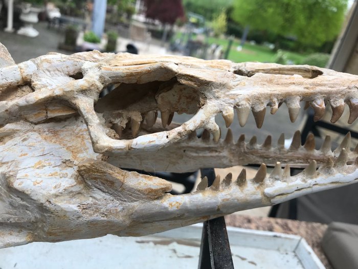 Mosasaur fossil skull for sale  