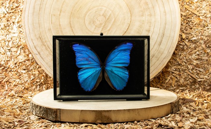 Morpho blue round for sale  