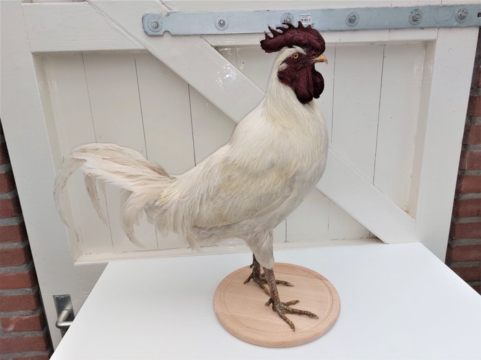Large white rooster d'occasion  