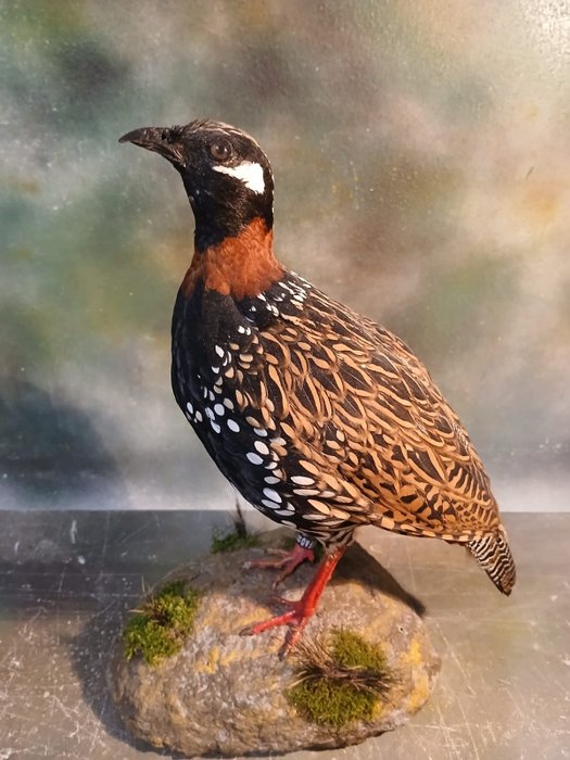 Francolin taxidermy full d'occasion  