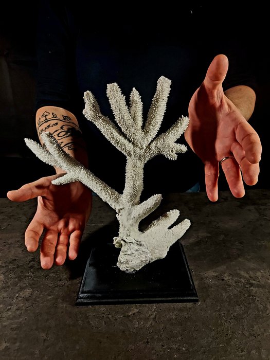 Coral pedestal taxidermy for sale  