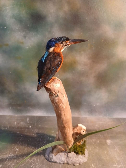 Blue eared kingfisher usato  