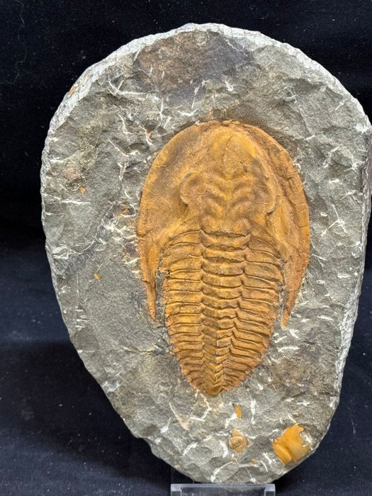 Trilobite fossil carapace for sale  