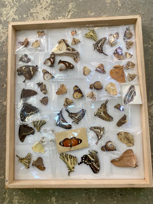 Butterfly set bones usato  
