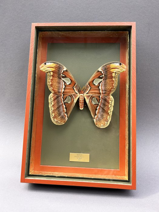 Moth taxidermy full for sale  