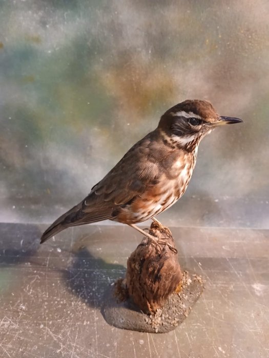 Redwing taxidermy full for sale  