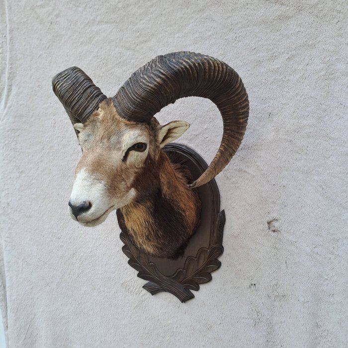 Mouflon taxidermy head for sale  