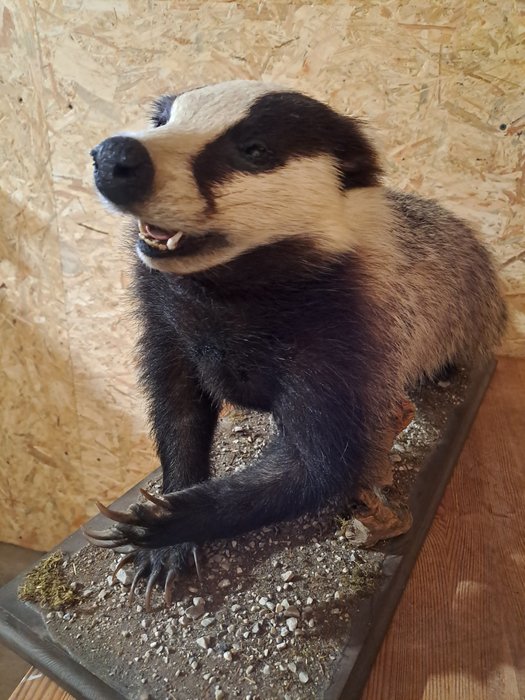 Badger taxidermy full d'occasion  