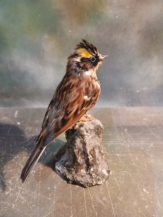 Yellow throated bunting for sale  