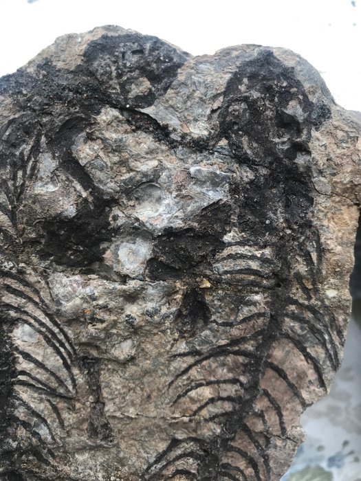Fossil skeleton barasaurus for sale  