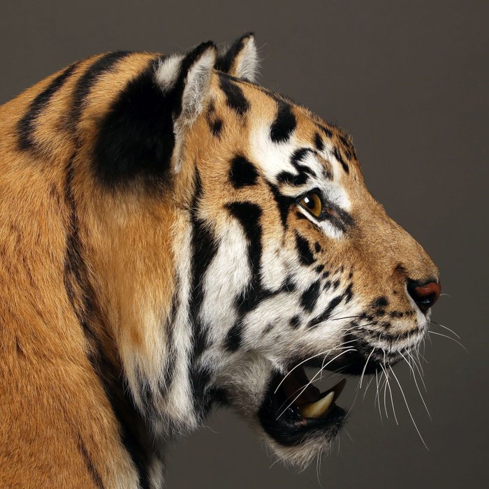 Siberian tiger taxidermy for sale  