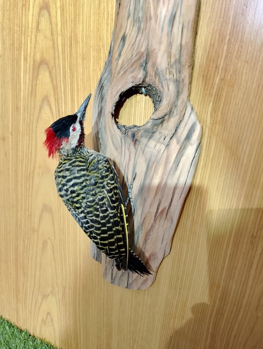 Green royal woodpecker for sale  