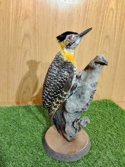 Country carpenter taxidermy for sale  