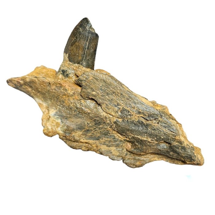 Carcharodontosaurus saharicus  for sale  