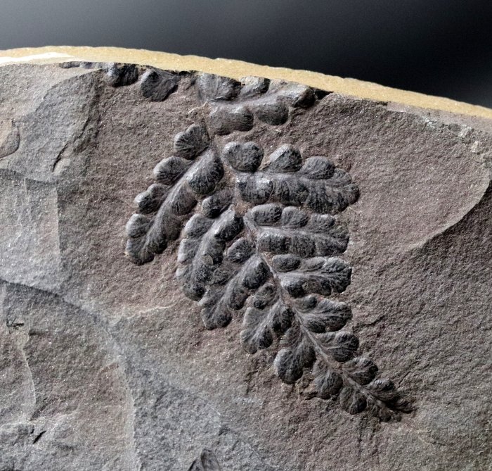 Detailed fossil plant for sale  