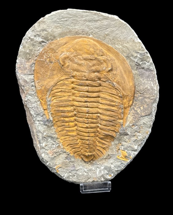 Trilobite fossilised animal for sale  
