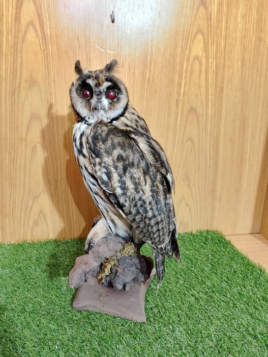 Long eared owl for sale  