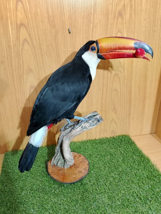 Toucan toco taxidermy d'occasion  