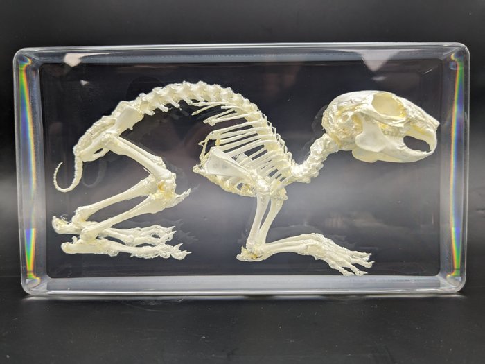 Rabbit skeleton oryctolagus for sale  