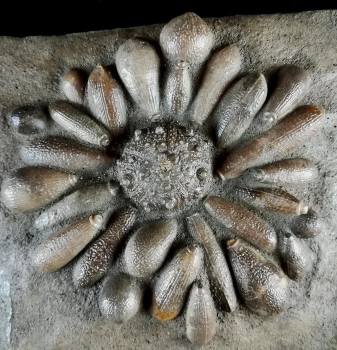 Fossil sea urchin for sale  