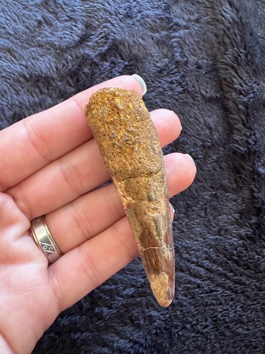 Dinosaur tooth fossil for sale  